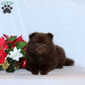 Paden, Pomeranian Puppy